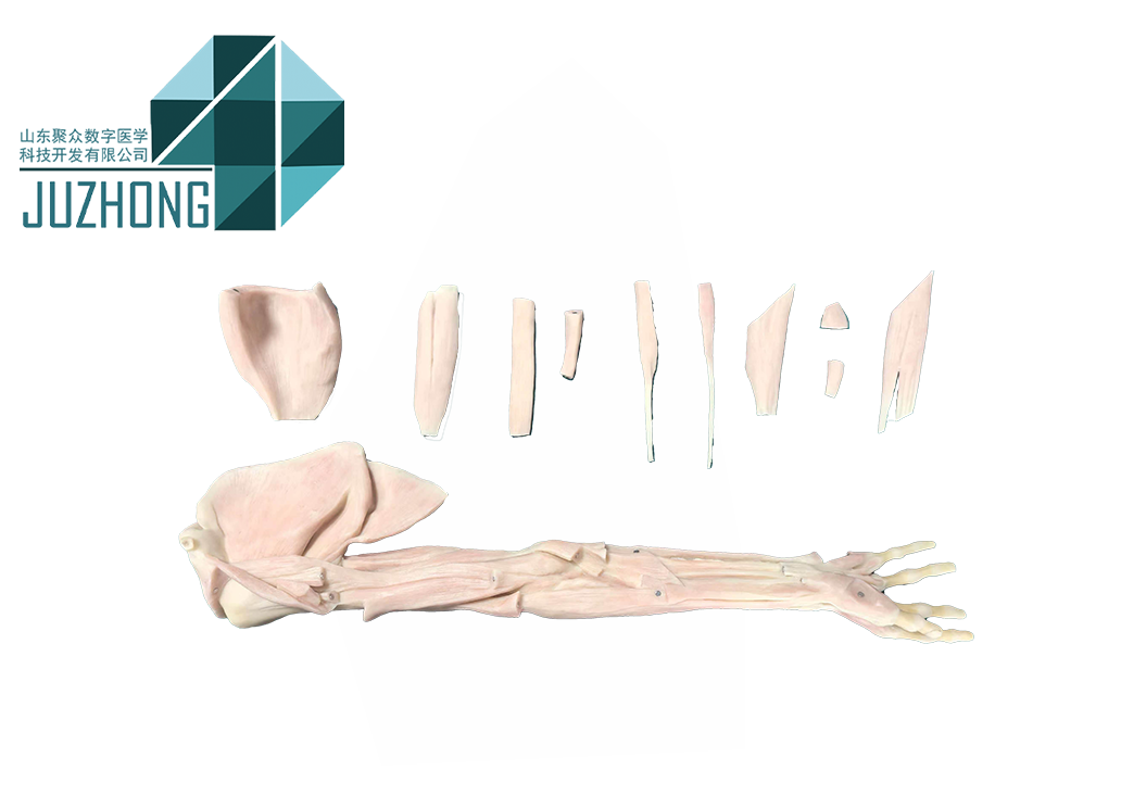 重磅发布｜山东聚众医教隆重推出全新拆分式高仿真人体塑化解剖标